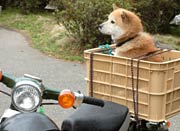 バイクの荷台のプラスチックケースで何やら不安げなワンコも