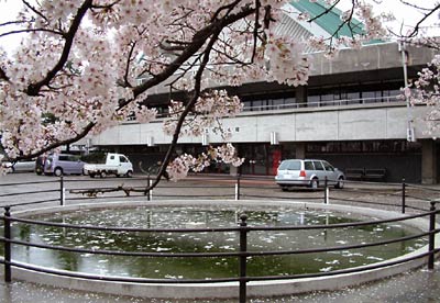16日の三条市厚生福祉会館のサクラ、散った花びらを池に浮かべる