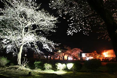 弥彦公園テニスコート脇のサクラのライトアップ
