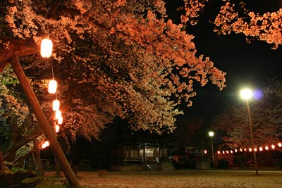 燕市・金山神社の夜桜