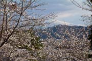 水道山に登ると花のすき間から守門岳の稜線(りょうせん)が拝める