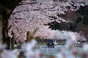 三条市総合運動公園の街路樹のサクラも満開