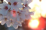 夕日に花を透かすソメイヨシノ