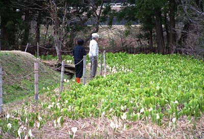 21日、三条市笠堀地内のミズバショウの群生地