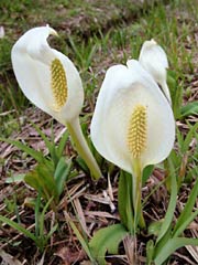 ミズバショウの花