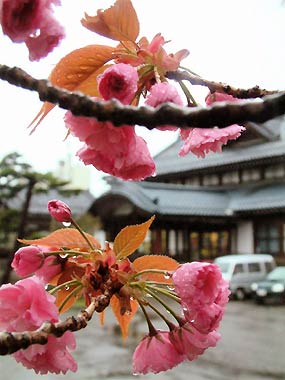雨滴をたっぷりためた三条市歴史民俗産業資料館のボタンザクラ