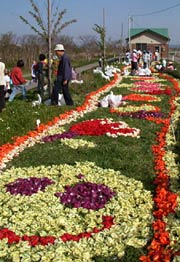 管理棟脇の芝生の上に完成した花絵