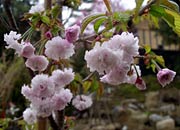 今春、開花した三条市に寄付した菊咲奥丁字桜(4月26日撮影)