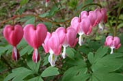 連なって咲くケマンソウの花