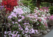 保内緑花木センターはツツジが花盛り