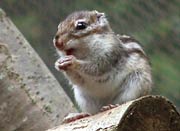 大人気のシマリス