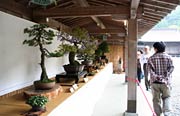弥彦神社境内で開かれている第22回弥彦神社奉納盆栽展