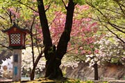 テニスコート周辺のヤエザクラ