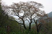 花はほとんど残っていないが、弥彦山頂に立つヤヒコザクラ