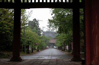 6日午後、本成寺三門から雨滴に鮮やかさを増すサクラ並木の若葉