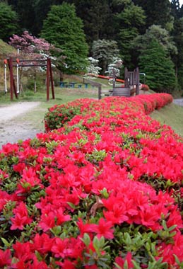 しらさぎ森林公園でハナショウブに先駆けて見ごろのツツジの花
