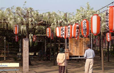 花を開き始めた燕市・安了寺境内の「八王寺の白藤」