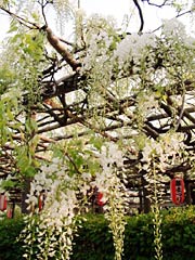 花は一分咲きから三分咲きで、今週末にも見ごろ