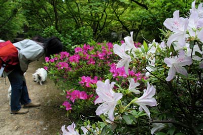 弥彦公園もみじ谷の観月橋そばで満開のツツジ