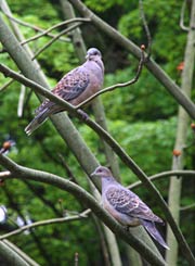 弥彦公園のキジバト
