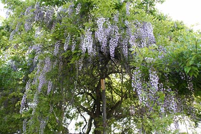 花の盛りを過ぎようとしている三条市井栗の「万葉の藤」