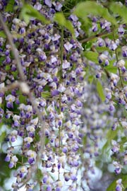 小さな紫の花を連ねて風に揺れる花房