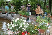 色とりどりの花が鉢を飾る寄せ植えコンテスト