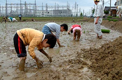 19日行われた三条市吉田地内の田んぼで行われた古代米の田植え