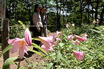 ひめさゆり祭りが開かれているヒメサユリの小径に群生するヒメサユリの花の競演