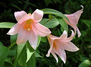 かれんな花を咲かせるヒメサユリ