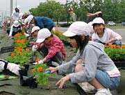 緑地帯はみるみる色とりどりの花に彩られてゆく