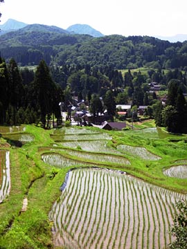 「しただブログ」に掲載された12日の北五百川の棚田