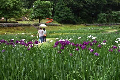 17日始まる花菖蒲まつりを前に、早咲きの品種が咲き始めたしらさぎ森林公園の花菖蒲園