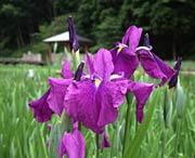 あでやかなハナショウブの花