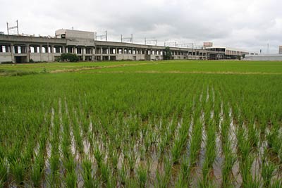 15日の三条市上須頃地内の田んぼ