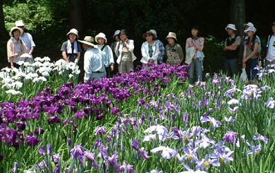 17日、しらさぎ森林公園・花菖蒲まつりのオープニングイベントで行われて好評だった「花博士による花菖蒲ガイド」