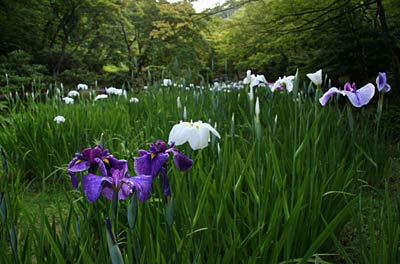 弥彦公園もみじ谷で咲き始めたハナショウブ(17日)