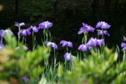 美しさを競うように咲くハナショウブ