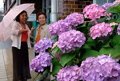  梅雨の雨に濡れる三条市嵐南公民館前のアジサイと来館者 