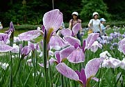 園内のハナショウブは満開