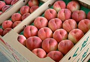 段ボールに詰められて出荷を待つばかりのモモ