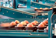 選果機のベルトコンベヤーを流れるモモ