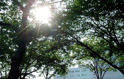 今夏3番目の猛暑だった19日の三条市、三条商工会議所付近で