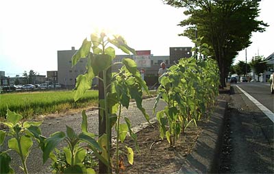 35.7度まで気温が上がることしいちばんの猛暑だった3日の三条市、ぐったりしたようだった旭町地内のヒマワリ