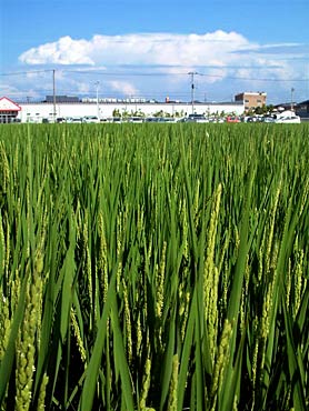 8日、三条市西裏館2付近の田んぼは稲穂が伸び、青空には積乱雲