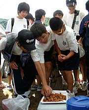 ブルーギルの唐揚げを味見する一年生