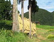一部ははざ掛けで天日干し