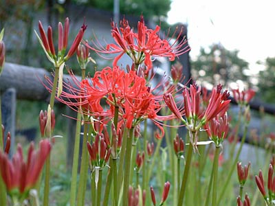 三条市保内公園に咲くヒガンバナ