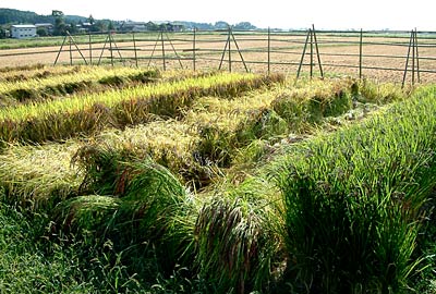 29日に稲刈りが行われる三条市吉田地内の古代米が穂を垂れた田んぼ