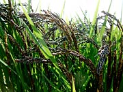 古代米の青味がかった稲穂